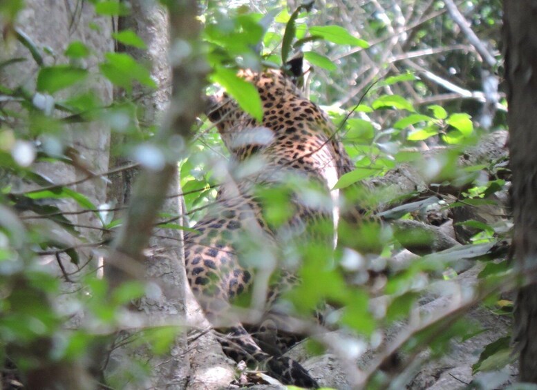 Picture 9 for Activity Private Half-Day Safari at Yala National Park