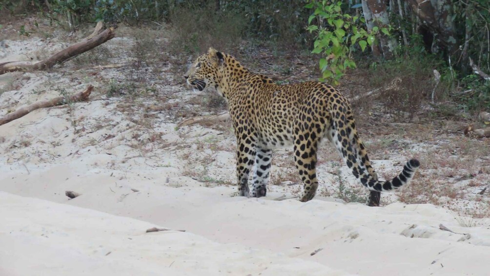 Picture 13 for Activity Private Half-Day Safari at Yala National Park