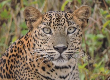 Safari privé d'une demi-journée dans le parc national de Yala