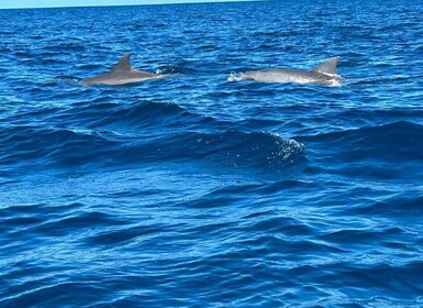 Benitiers Island: Dolphin Watching, Snorkelling & BBQ Lunch