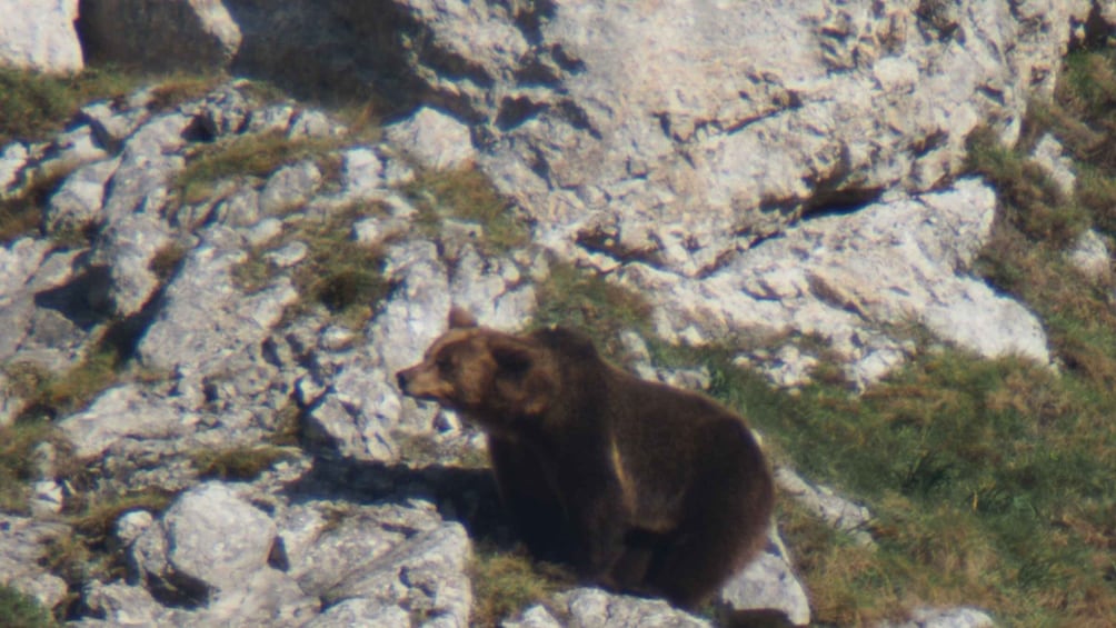 From Gijón, Oviedo or Pola de Somiedo: Brown Bear Spotting
