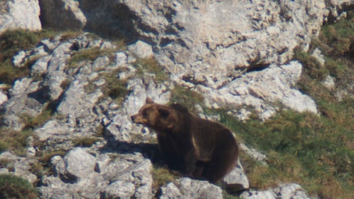 From Gijón, Oviedo or Pola de Somiedo: Brown Bear Spotting