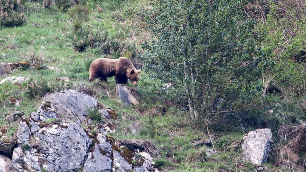 Picture 1 for Activity From Gijón, Oviedo or Pola de Somiedo: Brown Bear Spotting