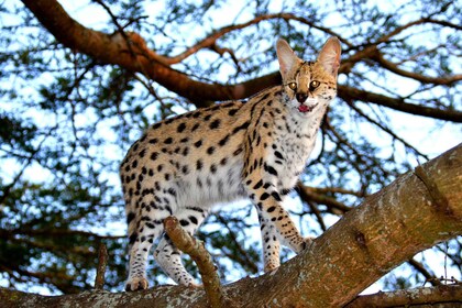 Emdoneni Wildcat Project Day Tour From Richards Bay