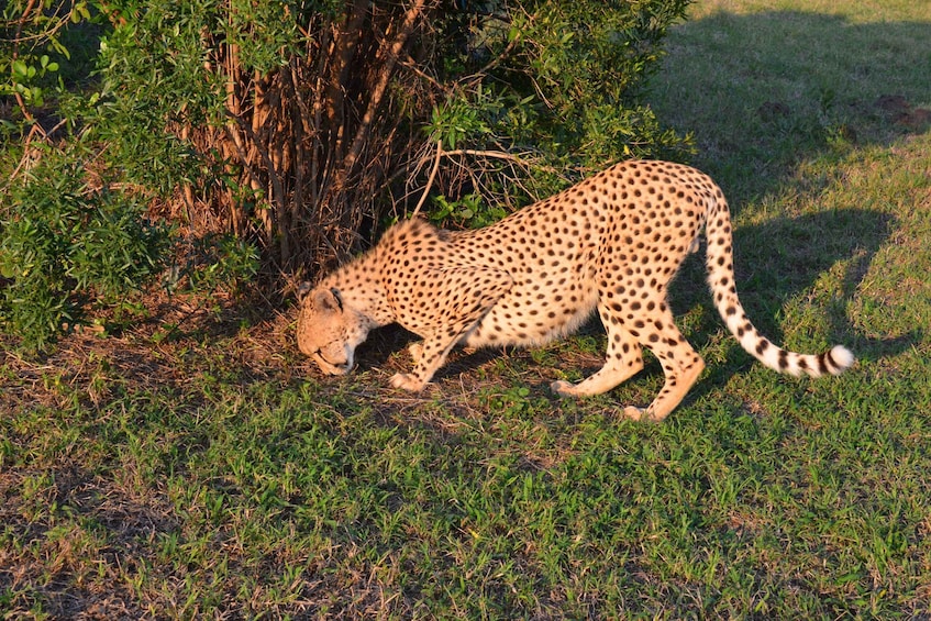 Picture 3 for Activity Emdoneni Wildcat Project Day Tour From Richards Bay