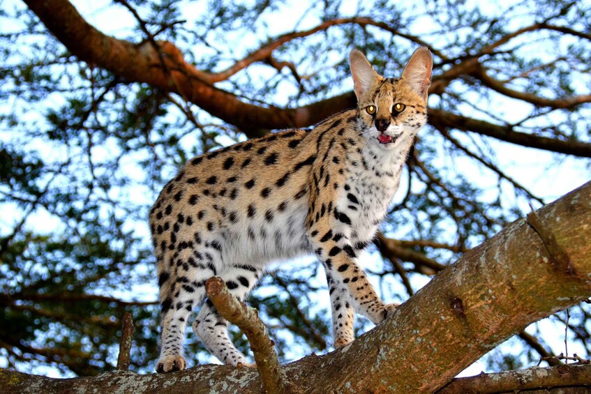 Emdoneni Wildcat Project Day Tour From Richards Bay