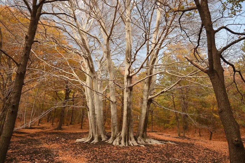 Picture 14 for Activity Linguaglossa: North Etna Guided Forest Walking Tour