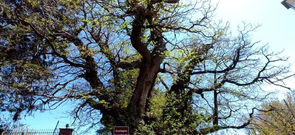 Picture 13 for Activity Linguaglossa: North Etna Guided Forest Walking Tour