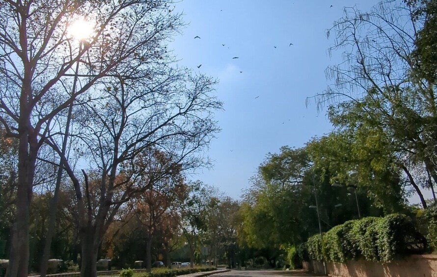 Delhi: Yoga in Lodhi Garden