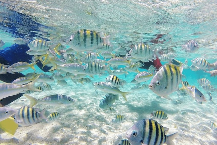 Picture 1 for Activity Cayo Arena: Paradise Island and Mangroves Tour