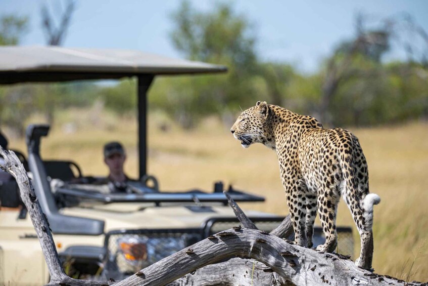 Picture 7 for Activity Full Day Private Kruger Safari from Hoedspruit