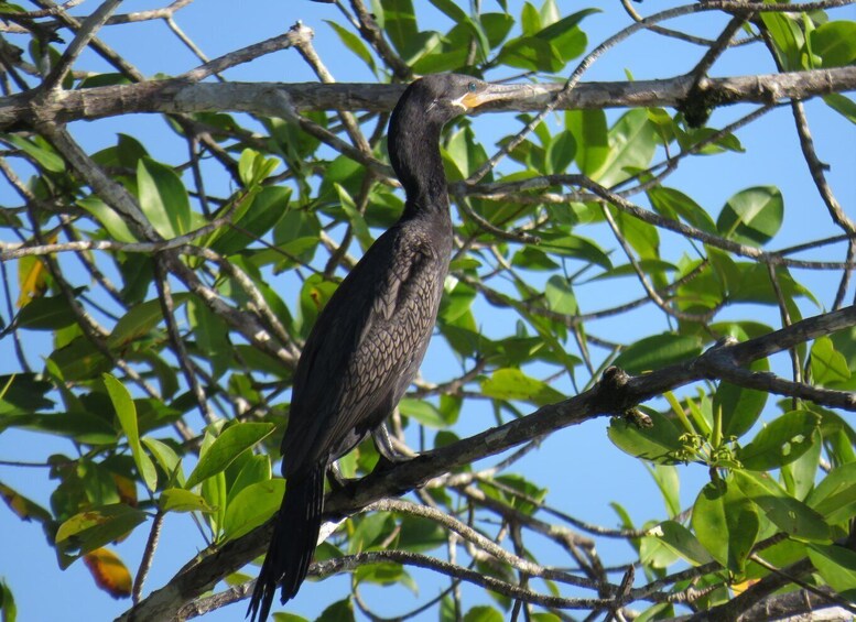 Picture 3 for Activity Bird Watching at Juan Castro Blanco National Park