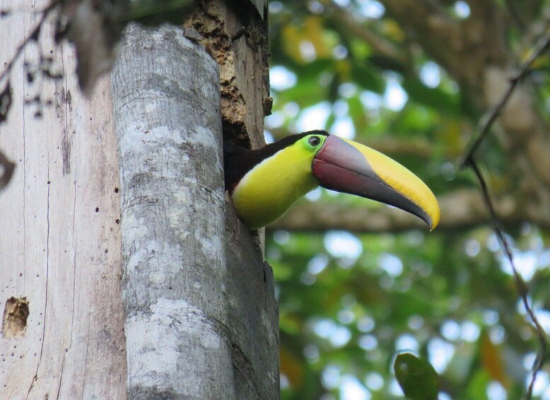 Picture 1 for Activity Bird Watching at Juan Castro Blanco National Park