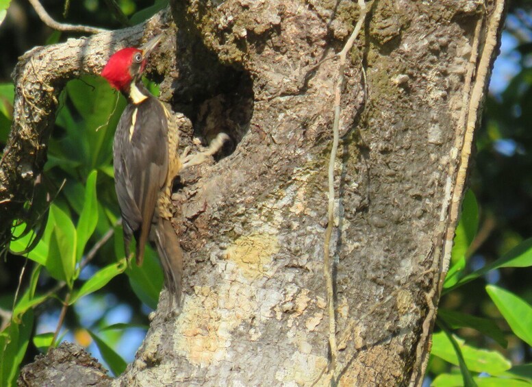 Picture 2 for Activity Bird Watching at Juan Castro Blanco National Park