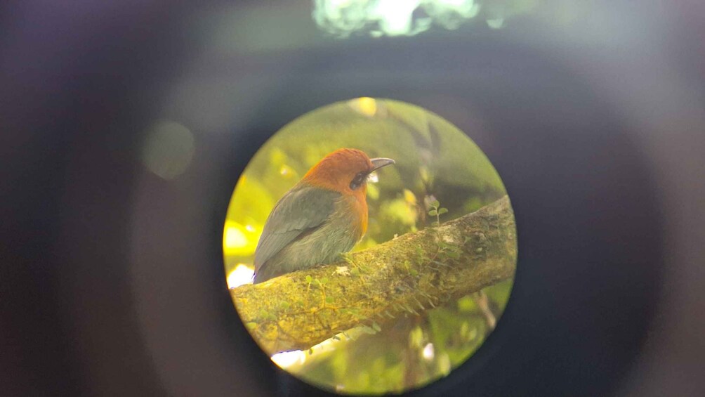 Picture 6 for Activity Bird Watching at Juan Castro Blanco National Park