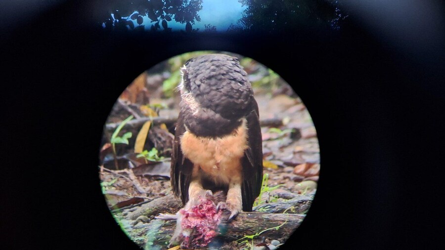 Bird Watching at Juan Castro Blanco National Park