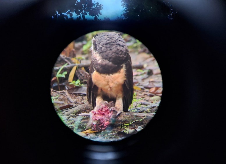 Bird Watching at Juan Castro Blanco National Park