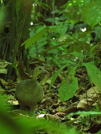 Picture 4 for Activity Bird Watching at Juan Castro Blanco National Park