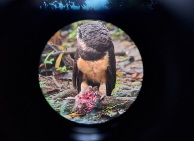 Bird Watching at Juan Castro Blanco National Park