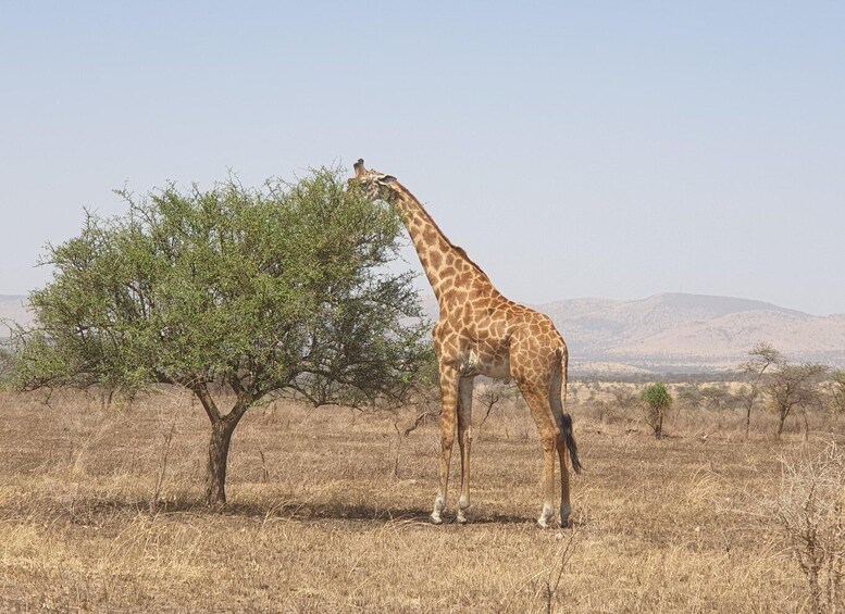 4 days masai mara hot air balloon safari