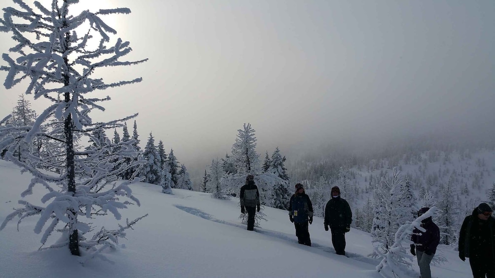 Picture 4 for Activity Banff National Park: Sunshine Meadows Snowshoeing Experience