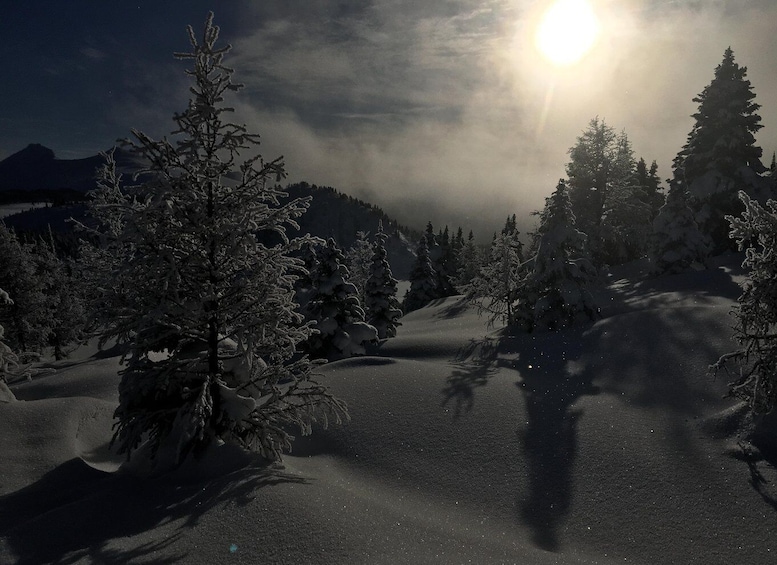 Picture 3 for Activity Banff National Park: Sunshine Meadows Snowshoeing Experience