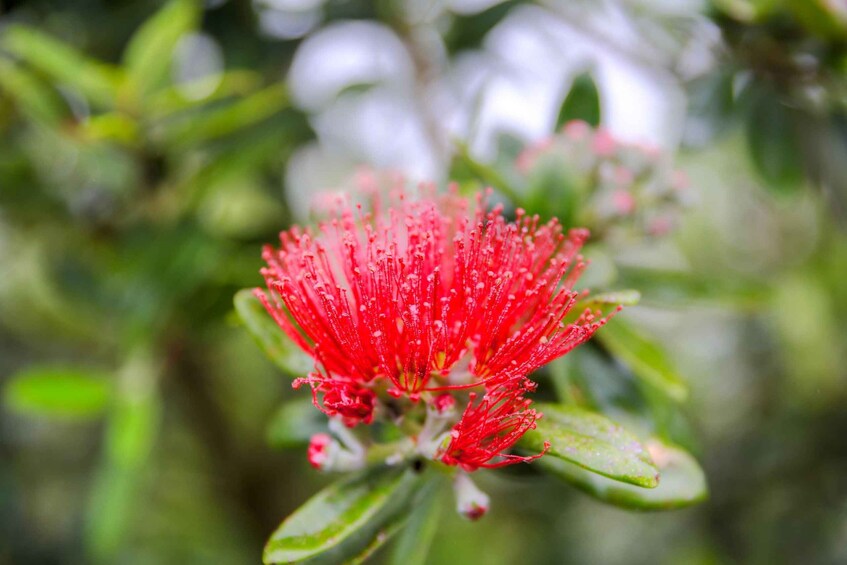 Picture 8 for Activity From Port Chalmers: Dunedin City Tour with Larnach Castle