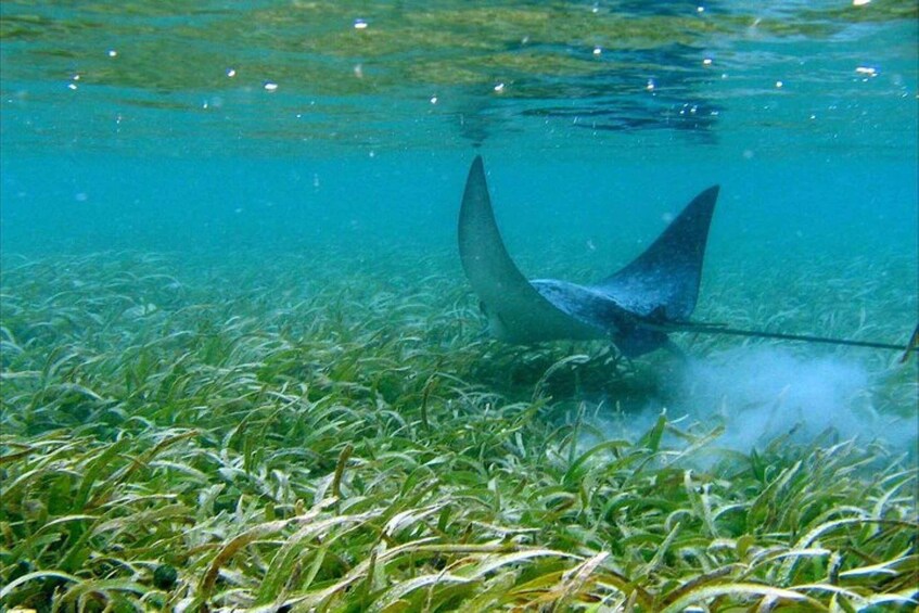 Picture 2 for Activity St. Thomas: Cas Cay - Kayak Hike and Snorkel Adventure