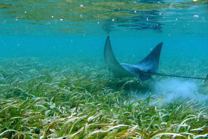 Picture 2 for Activity St. Thomas: Cas Cay - Kayak Hike and Snorkel Adventure