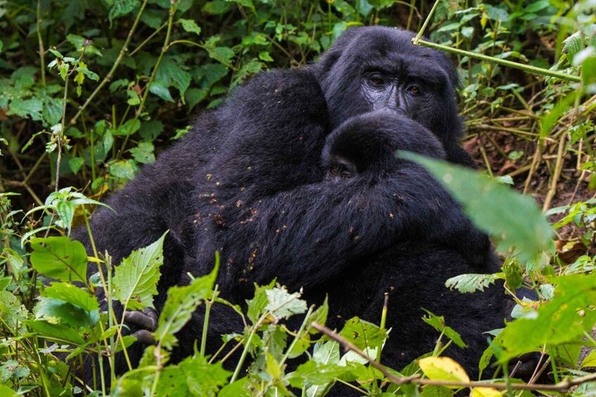 8-Day Primates Game Drive Rwanda Uganda Safari Tour