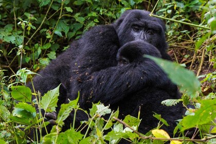 8 jours de safari sur les primates Rwanda Ouganda excursion