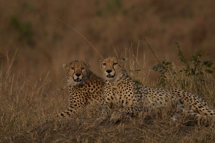 Picture 23 for Activity Overnight Private Safari To Maasai Mara