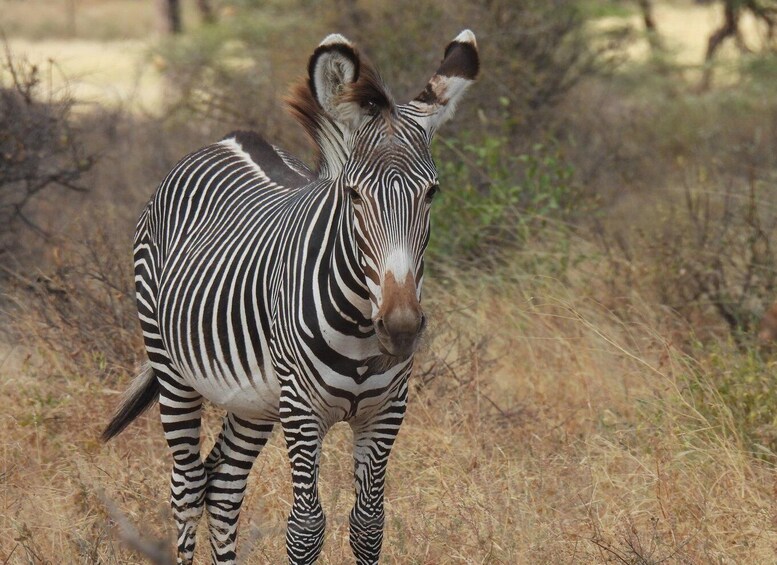 Picture 3 for Activity 3-Days Samburu National Reserve Safari Experience