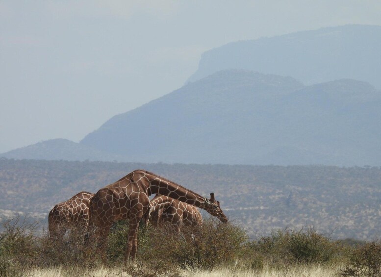 Picture 4 for Activity 3-Days Samburu National Reserve Safari Experience