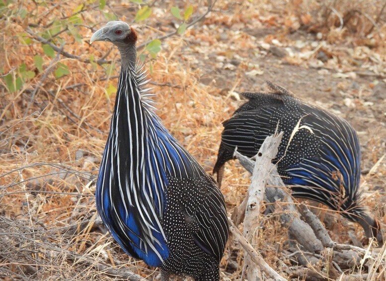 3-Days Samburu National Reserve Safari Experience