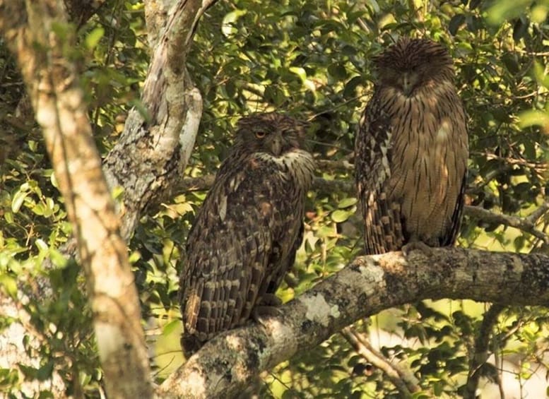 Picture 4 for Activity From Kandy: Bird watching tour to Udawatte Kele Sanctuary