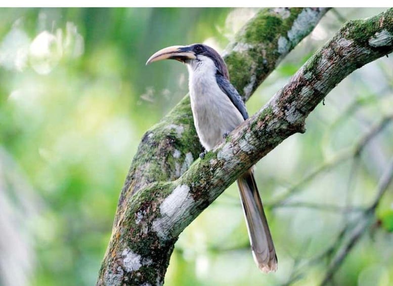 Picture 3 for Activity From Kandy: Bird watching tour to Udawatte Kele Sanctuary