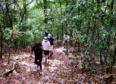 Desde Kandy: recorrido de observación de aves al santuario de Udawatte Kele