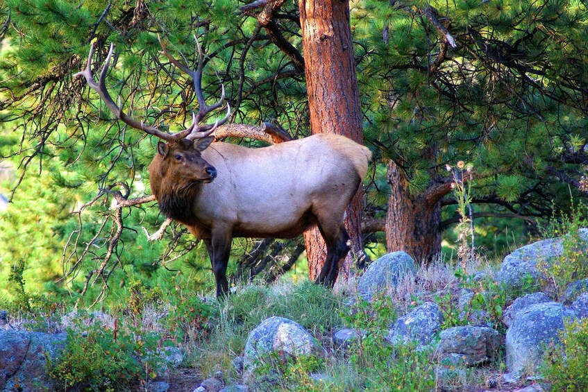 Picture 2 for Activity From Denver: Guided Hike in Rocky Mountain National Park