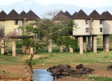 Saltlick-safari med overnatning fra Mombasa