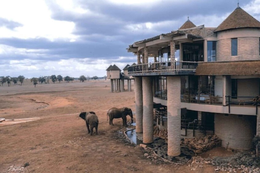 Picture 1 for Activity Overnight saltlick Safari from Mombasa