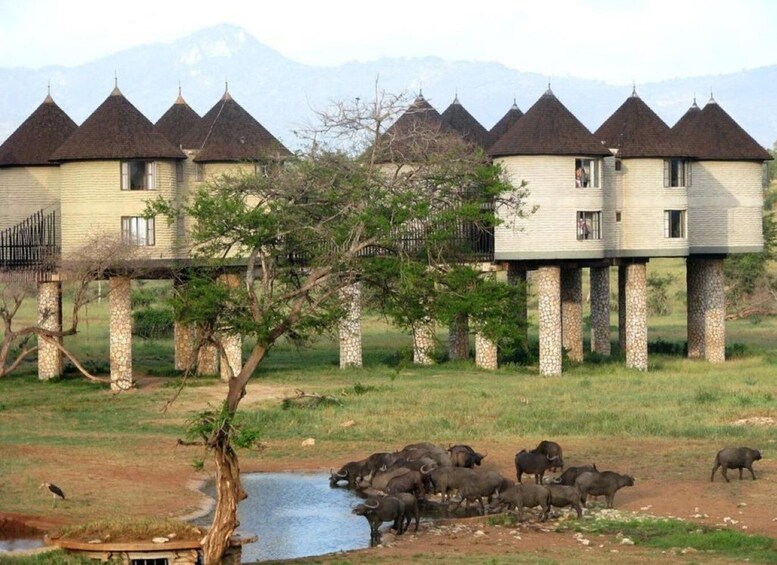 Overnight saltlick Safari from Mombasa