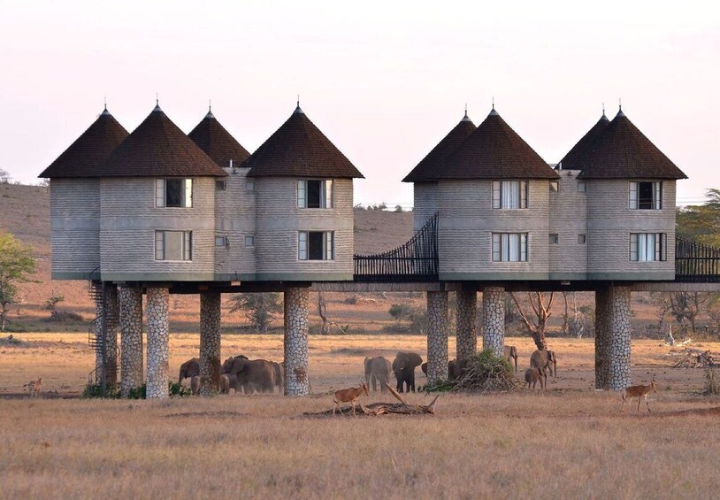 Picture 2 for Activity Overnight saltlick Safari from Mombasa