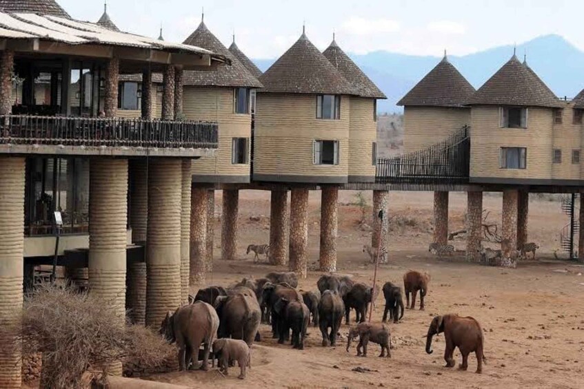 Picture 6 for Activity Overnight saltlick Safari from Mombasa