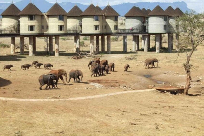 Picture 5 for Activity Overnight saltlick Safari from Mombasa