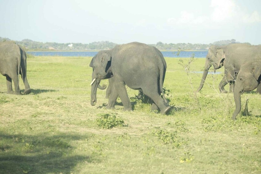 Picture 12 for Activity Colombo: Sigiriya Rock / Dambulla & Minneriya Park Safari