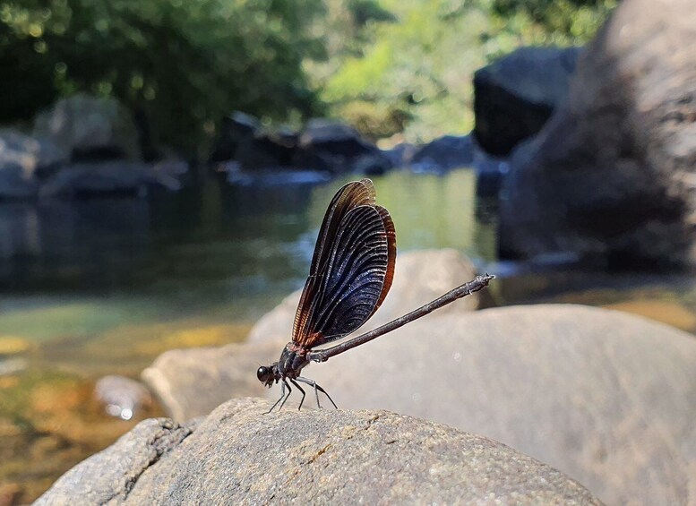 Picture 11 for Activity Colombo: Water rafting, Bird Watching, Village & Rainforest