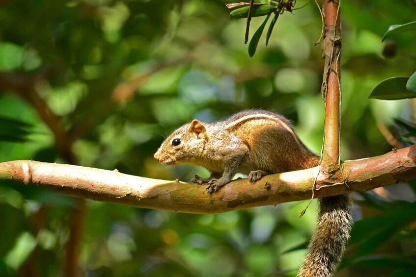 Picture 9 for Activity Colombo: Water rafting, Bird Watching, Village & Rainforest