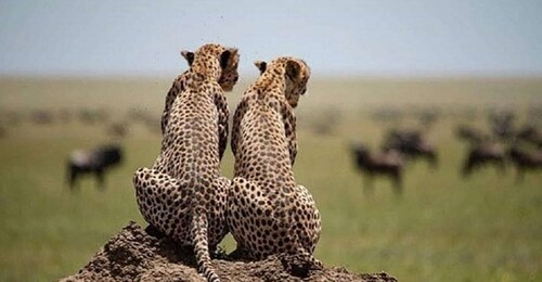 Excursión de un día al Parque Nacional del Lago Manyara