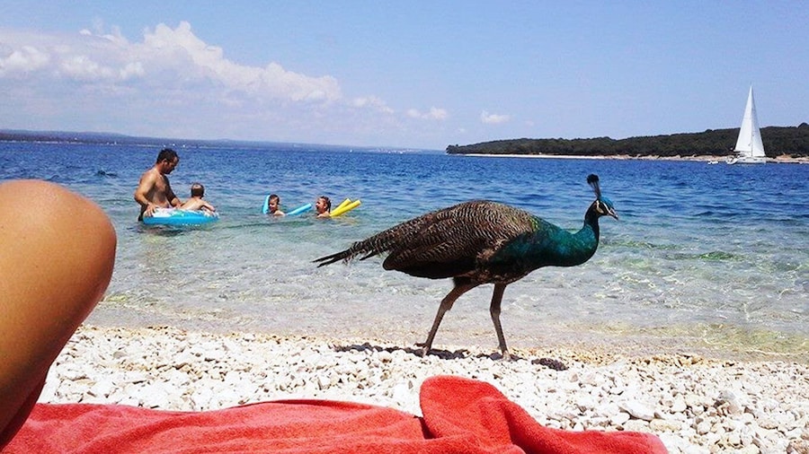 From Pula: Island Stop and National Park Day Cruise
